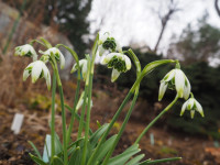 /album/fotogalerie-nabidka/galanthus-ophelia-jpg1/